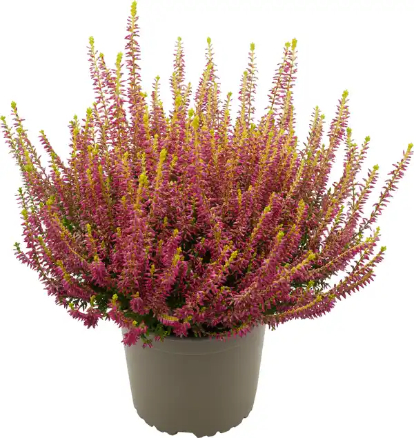 Bild 1 von Heidekraut Calluna Golden Angie 11 cm Topf