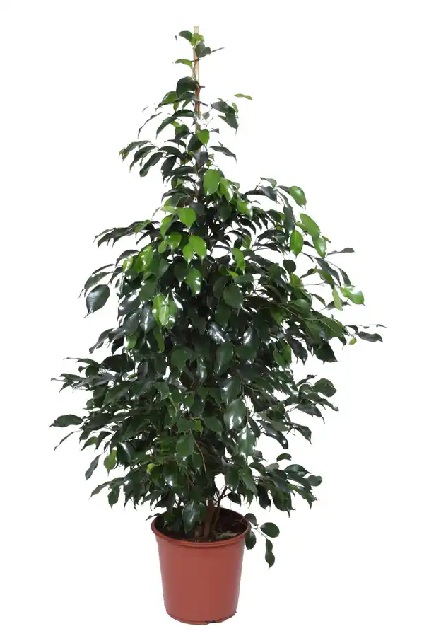 Bild 4 von Zimmerpflanze