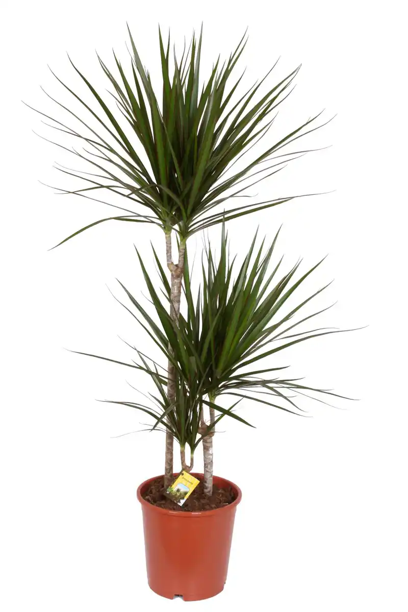 Bild 1 von Zimmerpflanze