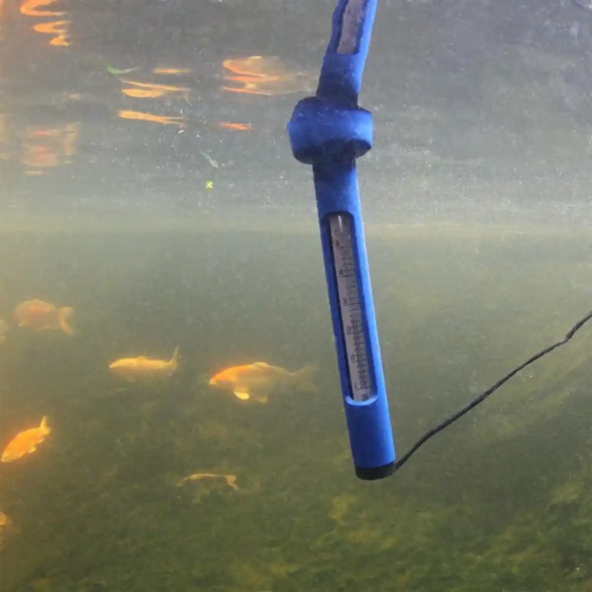 Bild 3 von JBL Pond Schwimm-Thermometer