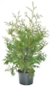 Thuja Brabant