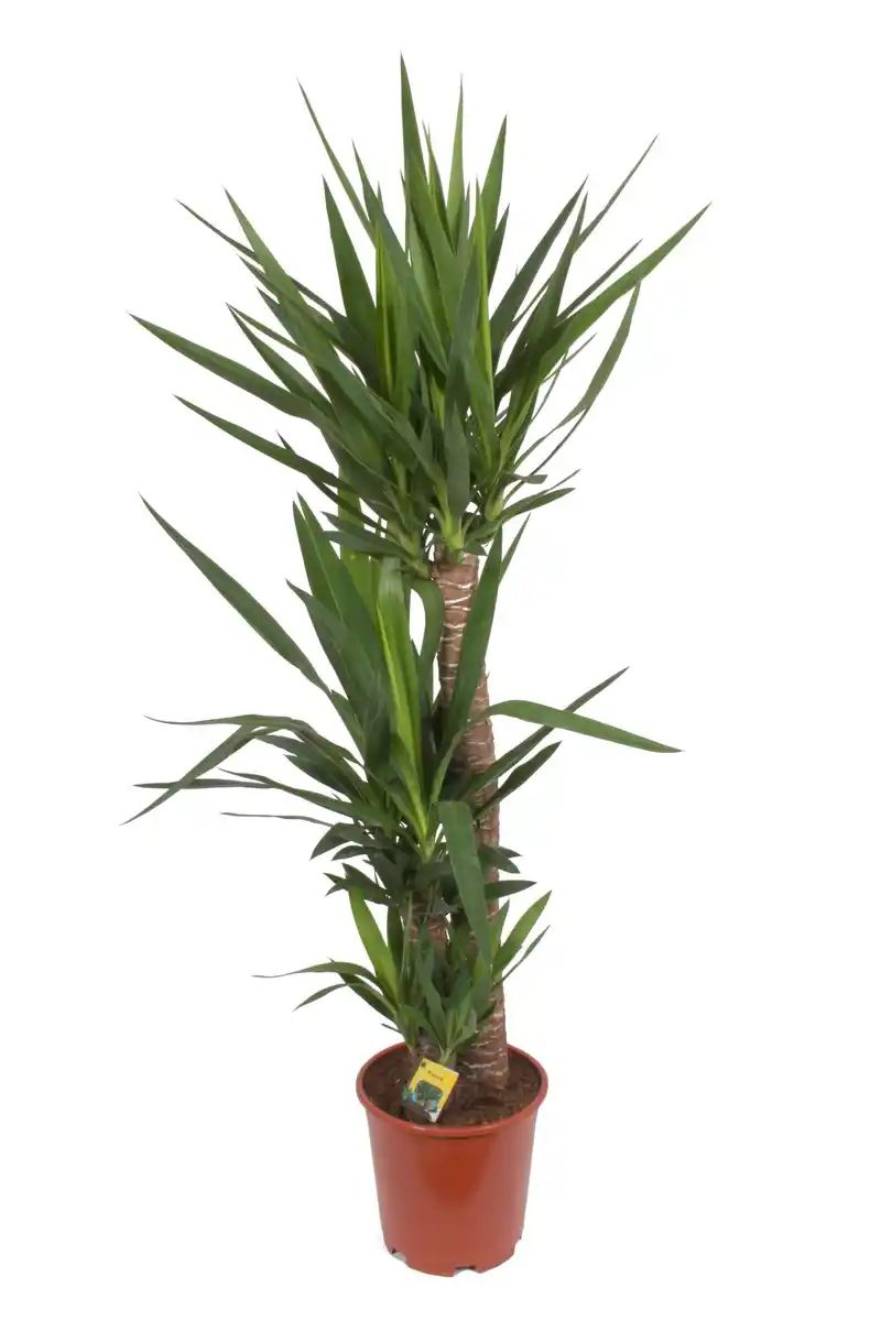 Bild 2 von Zimmerpflanze