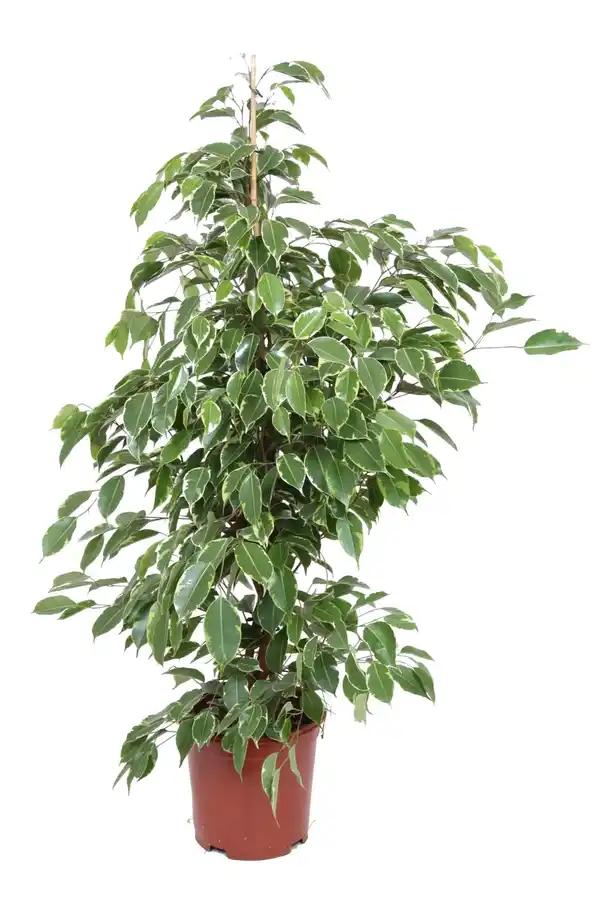 Bild 3 von Zimmerpflanze