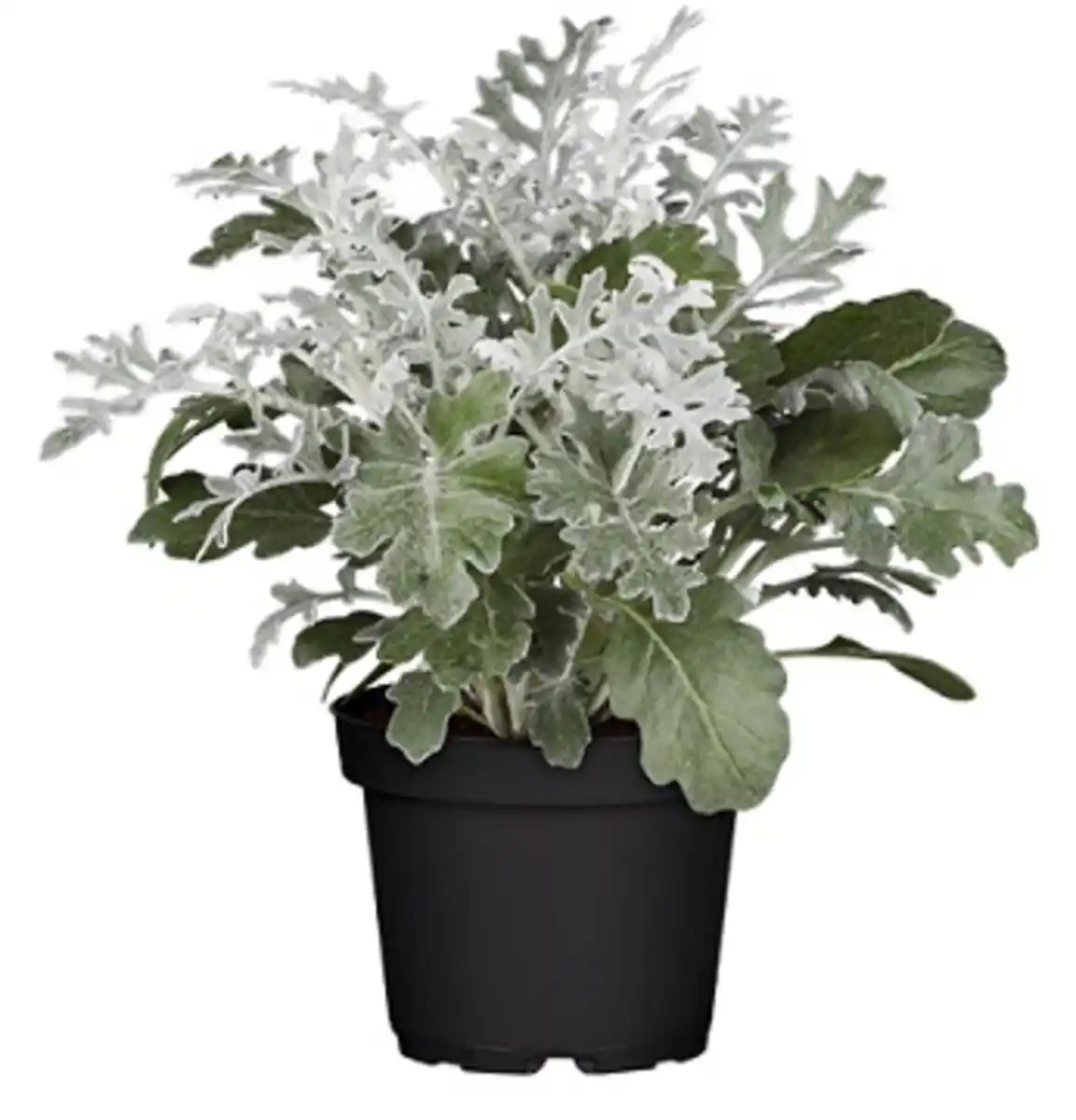 Bild 1 von Silberblatt 9 cm Topf, ca. 15 cm hoch
