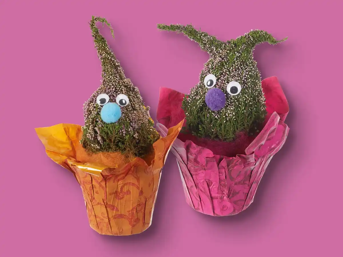 Bild 1 von Calluna Spreewaldwichtel