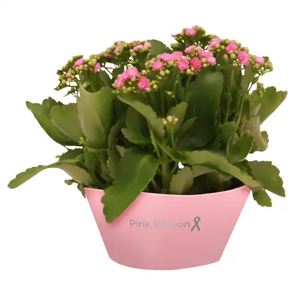 Bild 1 von GARDENLINE Kalanchoe & Rosen