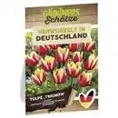 Bild 1 von GARDENLINE Blumenzwiebeln Mix