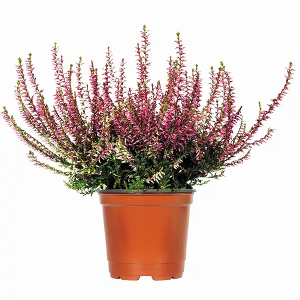 Bild 1 von Besenheide Topf-Ø ca. 11 cm Calluna Vulgaris