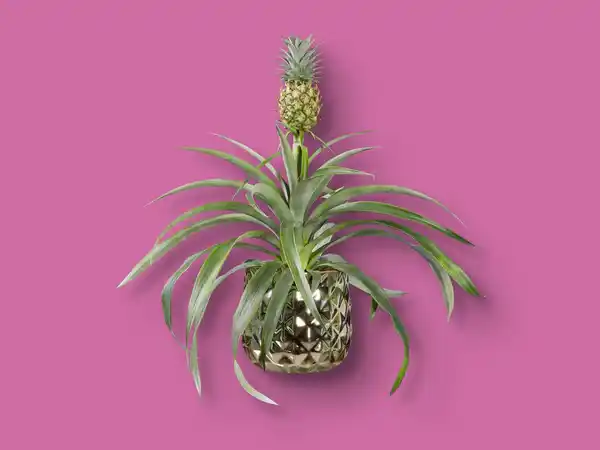 Bild 1 von Zier-Ananas in Keramik