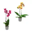 Bild 1 von GARDENLINE Phalaenopsis