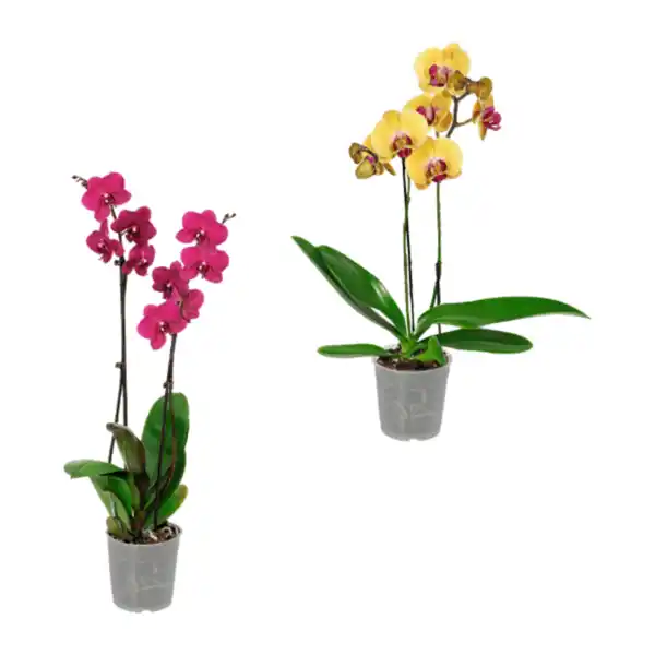 Bild 1 von GARDENLINE Phalaenopsis