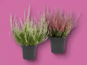 Heidekraut (Calluna vulgaris)