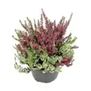 Bild 3 von GARDENLINE Calluna vulgaris Twin / Trio