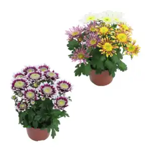 GARDENLINE Chrysantheme