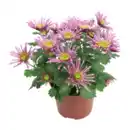 Bild 3 von GARDENLINE Chrysantheme