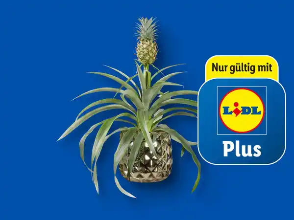 Bild 1 von Zier-Ananas in Keramik