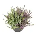 Bild 2 von GARDENLINE Calluna vulgaris Twin / Trio