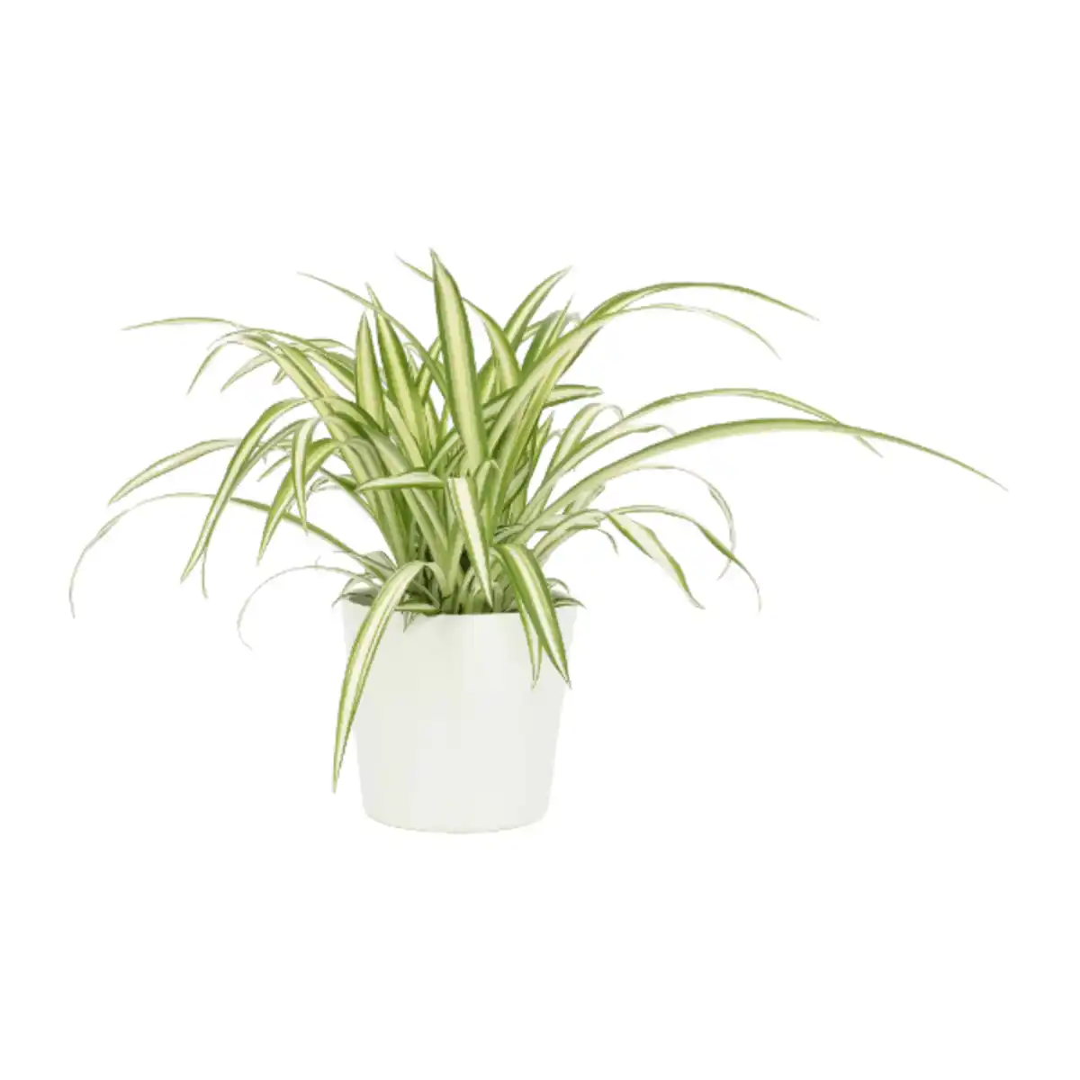 Bild 2 von GARDENLINE Außergewöhnliche Grünpflanze