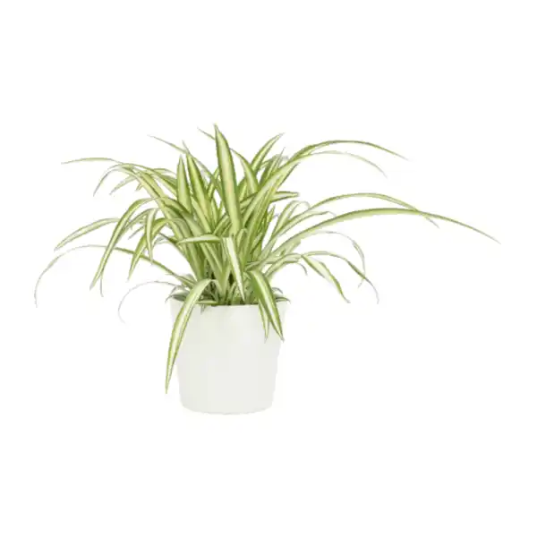 Bild 2 von GARDENLINE Außergewöhnliche Grünpflanze
