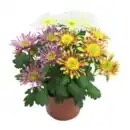 Bild 2 von GARDENLINE Chrysantheme