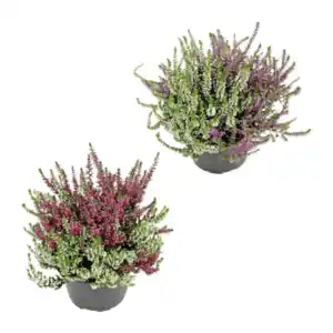 GARDENLINE Calluna vulgaris Twin / Trio