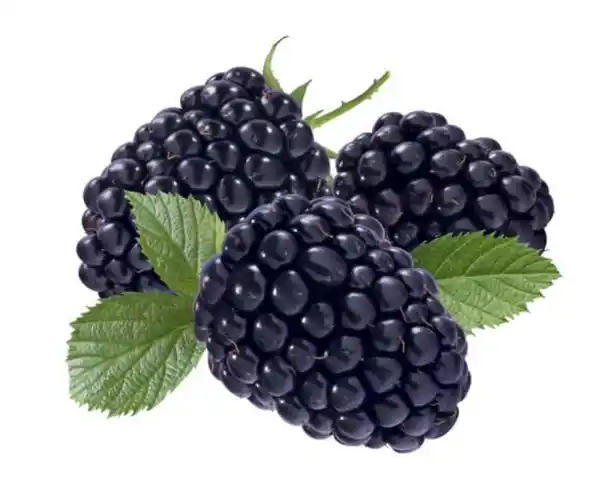 Bild 1 von Bio Beerenobst Riesen Blaubeere Rubus fruticosus schwarz 3 Liter Topf