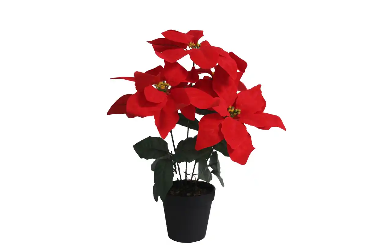 Bild 2 von künstlicher Weihnachtsstern