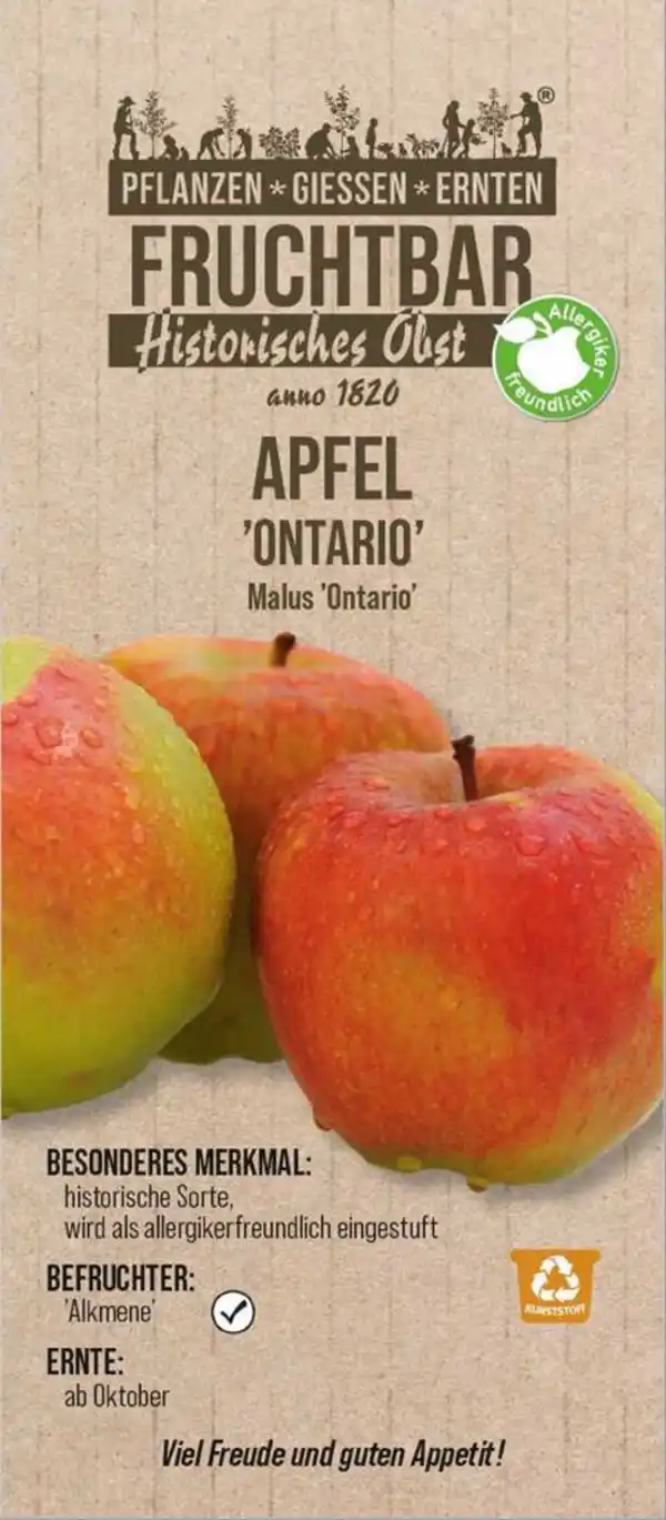 Bild 1 von Stadt Ernte Bio Obstbaum Apfel Ontario H 150 cm 29 cm Topf