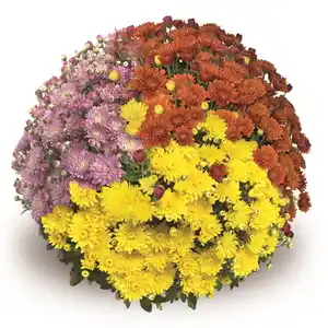 Chrysanthemen in Sorten Chrysanthemum H 60 cm+  10 L Container