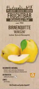 Stadt Ernte Bio Obstbaum Quitte Bereczki Birnenquitte H 150 cm 29 cm Topf