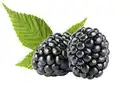 Bild 1 von Bio Beerenobst Blaubeere Rubus fruticosus schwarz 3 Liter Topf