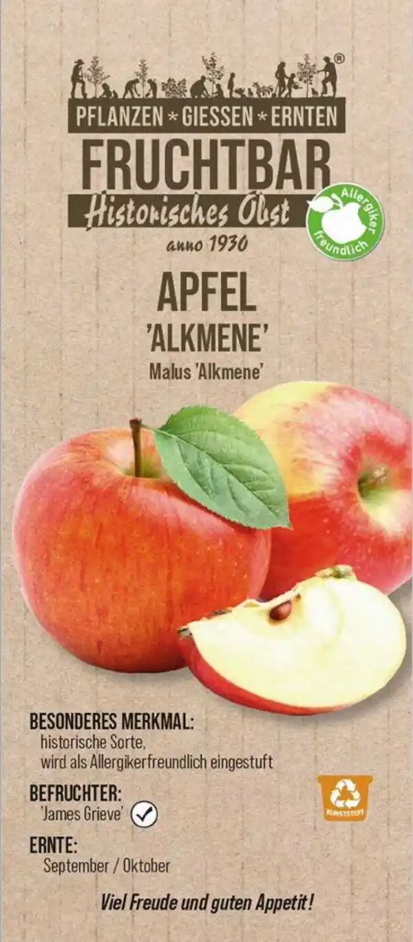 Bild 1 von Stadt Ernte Bio Obstbaum Apfel Alkmene H 150 cm 29 cm Topf