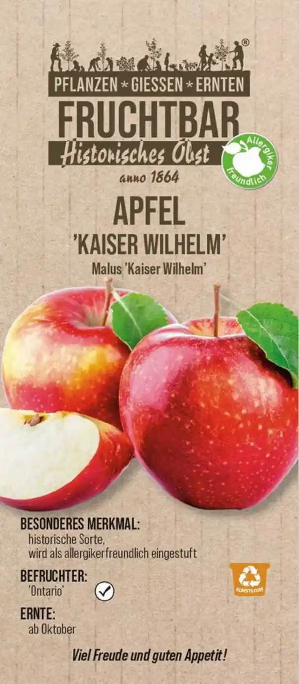 Bild 1 von Stadt Ernte Bio Obstbaum Apfel Kaiser Wilhelm H 150 cm 29 cm Topf