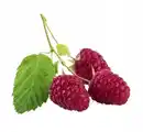 Bild 1 von Bio Beerenobst Himbeere Rubus idaeus Herbst 3 Liter Topf