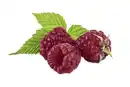 Bild 1 von Bio Beerenobst Himbeere Rubus idaeus 3 Liter Topf