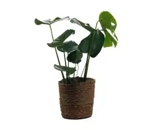 Zimmerpflanze »Monstera« mit Topf