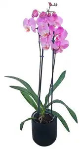 Orchidee im Keramik - Übertopf