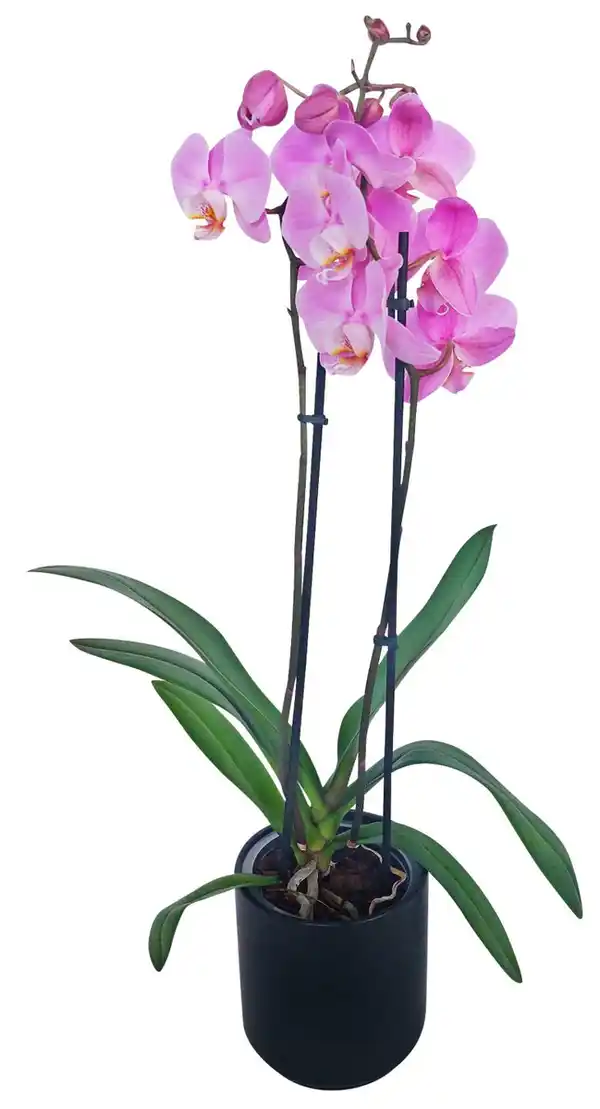 Bild 1 von Orchidee im Keramik - Übertopf