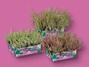 Heidekraut (Calluna vulgaris)