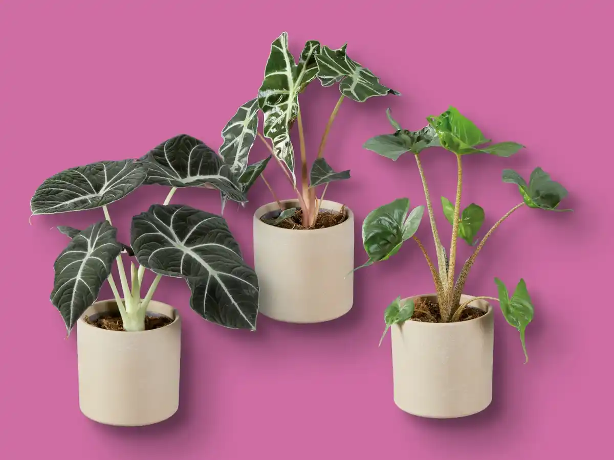 Bild 1 von Alocasia-Mix in Keramik