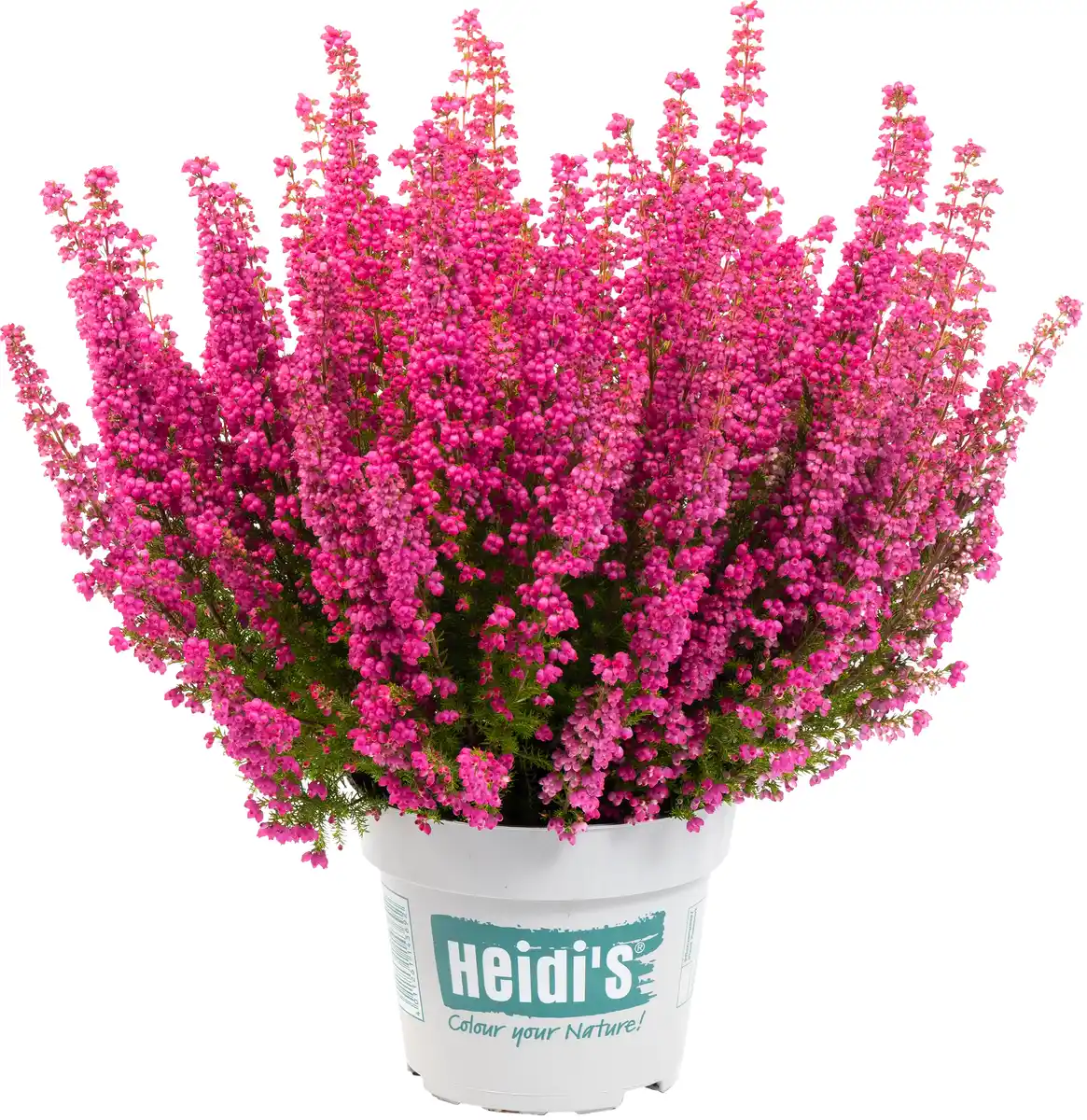 Bild 1 von Glockenheide Erica gracilis Heidi's 12 cm Topf