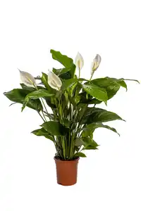 Einblatt Spathiphyllum H 100 cm 24 cm Topf