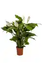 Bild 1 von Einblatt Spathiphyllum H 100 cm 24 cm Topf