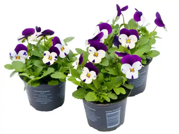 Bild 1 von Hornveilchen Viola cornuta H 15 cm 9 cm Topf