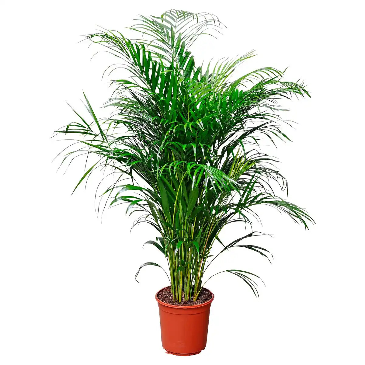 Bild 1 von GARDENLINE Areca Palme