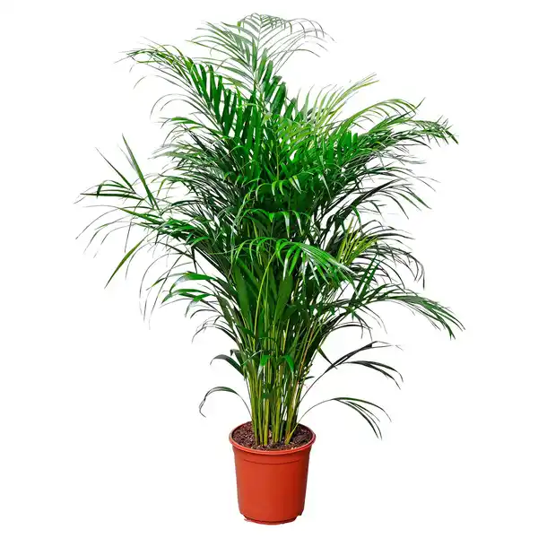 Bild 1 von GARDENLINE Areca Palme