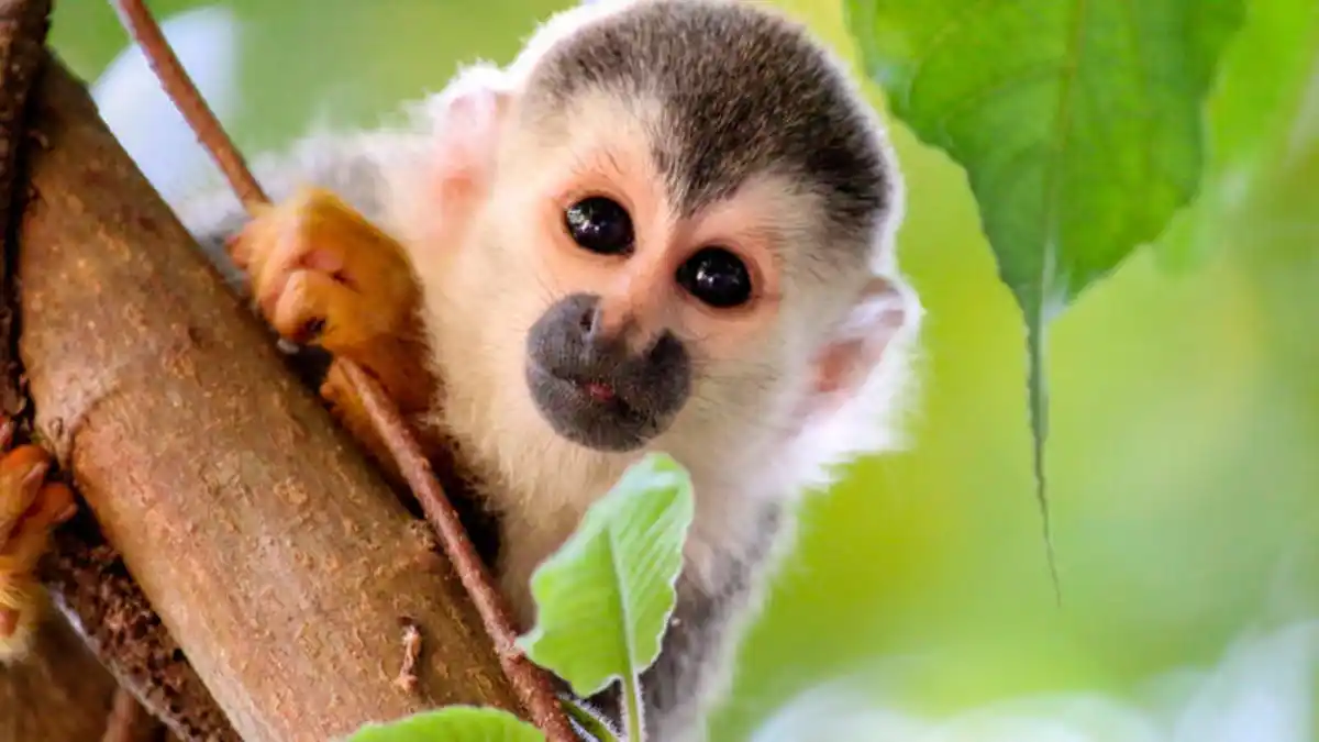 Bild 1 von Rundreisen Costa Rica: Erlebnisreise von San José bis Playa Hermosa