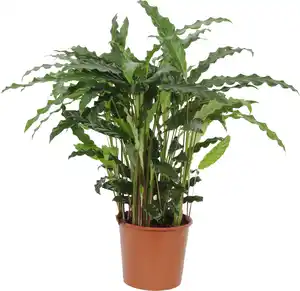 Calathea Korbmarante Wuchshöhe ca. 65 cm im 17 cm Topf