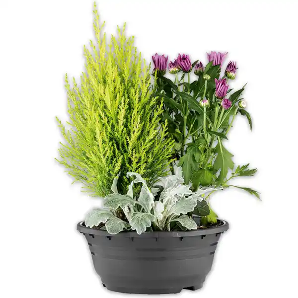 Bild 2 von Herbstschale