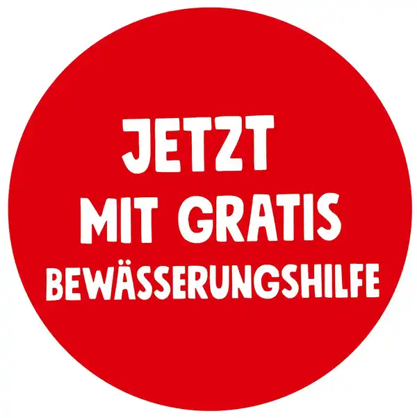 Bild 2 von Zimmerpflanzen